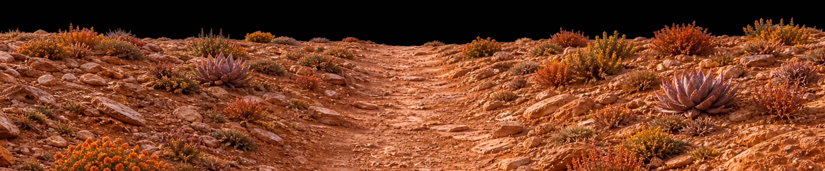 Desert trail